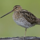 A mottled brown, black, and white bird with a long pointed beak, standing on one leg.