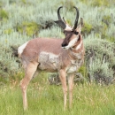 A pronghorn stands in tall grass surrounded by sagebrush at the Arapaho National Wildlife Refuge.