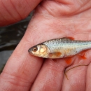Topeka shiner minnow in a researcher's hand