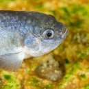 Devils Hole pupfish banner