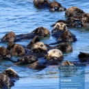 Magazine with sea otters on cover