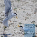 Magazine with California least tern (white bird) on cover
