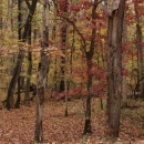 An image of a forest in fall colors.