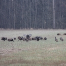 An image of a turkey flock in a field.