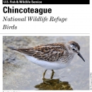 Image of cover of the Chincoteague refuge bird checklist featuring a least sandpiper