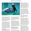 An image of the brown pelican fact sheet.