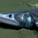 A bathysaurus. A long dark eyed fish at the bottom of the ocean bed. It has a pointed snoot and sharp teeth. 