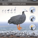 Graphic depicting emperor goose in different stage of its life cycle.