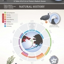 Graphic depicting emperor goose life cycle and a map of where it can be found.