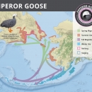 Map of Alaska showing the range of the emperor goose with conservation logo in the upper right corner