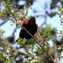 Image of a red winged blackbird