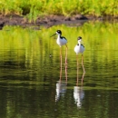 Two Hawaiian stilt walk through shallow water. They have black feathers on their back and their bodies are white. Their reflection is shown on the glass like surface of the water. 