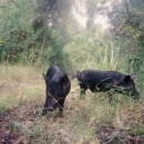 Feral pigs roam grass areas