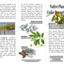 The detailed brochure of the Cedar Bonnet Island Plant Identification Guide