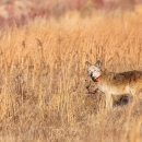 a red wolf with an orange collar in a field of brown grass