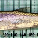 Longfin Smelt