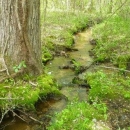 Understory of wooded swamp with stream flowing though it