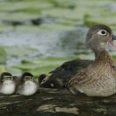 two wood duck ducklings sit nest to their mother on a log near water