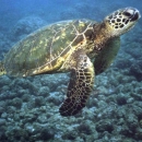/green sea turtle swims in ocean water.