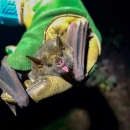 a biologist wearing cowhide gloves holding a mexican long-nosed bat.