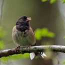 Dark-eyed junco perched on a branch