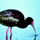 White-faced ibis feeding in wetland