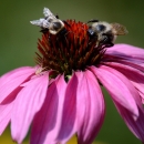Two bumble bees and a spider on a purple coneflower