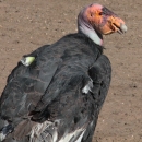A large bird with a bald, pink head and large black feathers