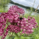 Black and yellow bumble bee on bright pink flowers with water in the background.