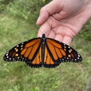 Black, orange and white butterfly with a solar radio transmitter attached to its body being held in a person hand