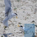 Magazine with California least tern (white bird) on cover