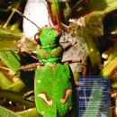 Magazine with bright green beetle on cover