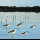 Why Do So Many Migratory Birds Visit the Cabo Rojo Salt Flats? (Eng/Spa)
