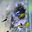 Resident Birds of the Cabo Rojo Salt Flats (Eng/Spa)