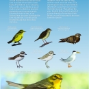 Bird Migration to the Cabo Rojo Salt Flats (Eng/Spa)
