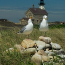 Gulls at Lighthouse