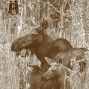 Kootenai NWR - Watchable Wildlife