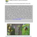Conservation measures for the Puerto Rican Harlequin butterfly