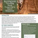 Fire Management Saves Yosemite’s Giant Sequoias Handout