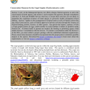 Conservation Measures for the Puerto Rican rock frog
