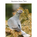 Band-tailed Pigeon Population Status, 2025