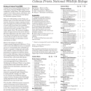 Cabeza Prieta NWR Bird List