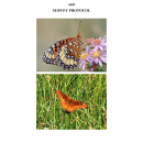 Silverspot Butterfly Natural History Summary and Survey Protocol