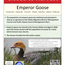 Emperor Goose Outreach Flier for 2026
