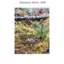American Woodcock Population Status, 2026