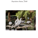 Band-tailed Pigeon Population Status, 2026
