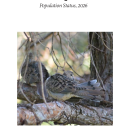 Mourning Dove Population Status, 2026