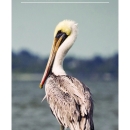 Pelican Island Bird list