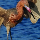 Merritt Island National Wildlife Refuge Bird List