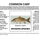 Common Carp Fact Sheet 